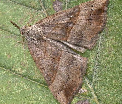 Adult • North Norfolk • © Perry Hampson