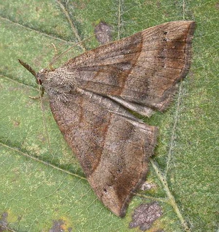 The Snout Hypena proboscidalis