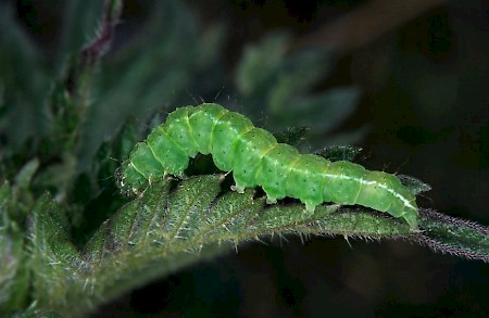 The Snout Hypena proboscidalis