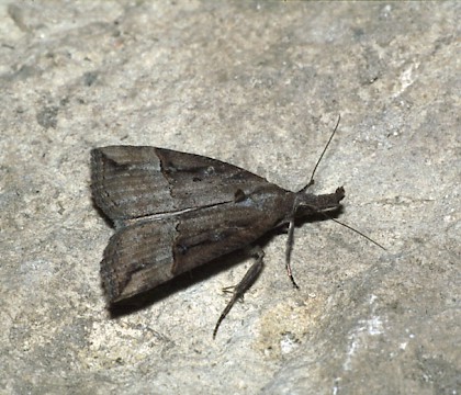 Adult • © David Green/Butterfly Conservation