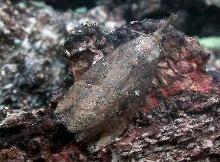 Buttoned Snout Hypena rostralis