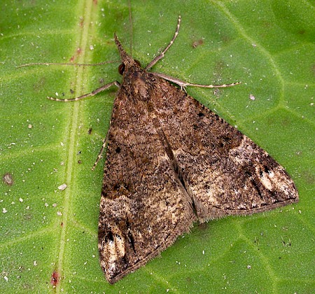 Bloxworth Snout Hypena obsitalis