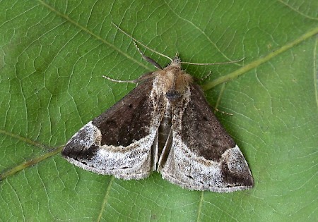 Beautiful Snout Hypena crassalis