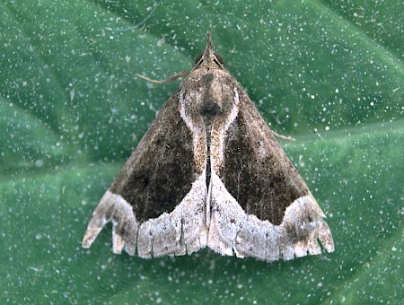 Beautiful Snout Hypena crassalis