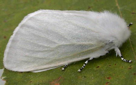 White Satin Moth Leucoma salicis