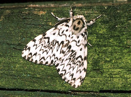 Black Arches Lymantria monacha