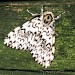 Adult • Monk's Wood NNR, Cambs. • © Nick Greatorex-Davies