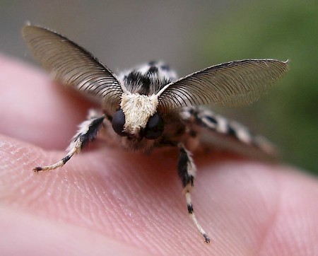 Black Arches Lymantria monacha