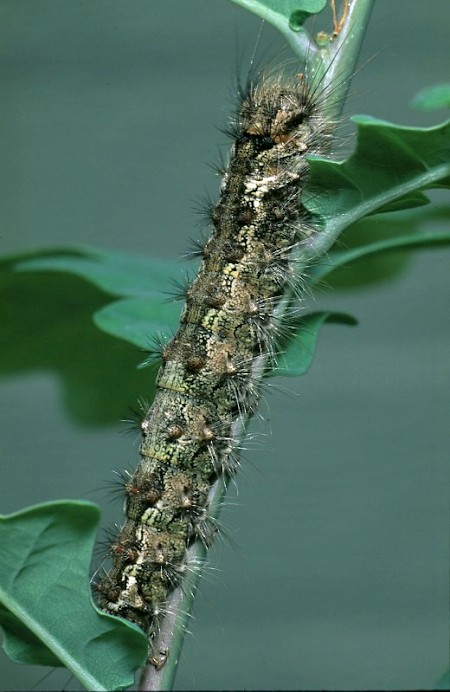 Black Arches Lymantria monacha