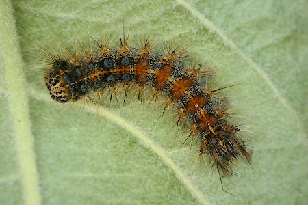 Gypsy Moth Lymantria dispar