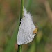 Adult • Durlston Country Park, Dorset • © Mark V Pike