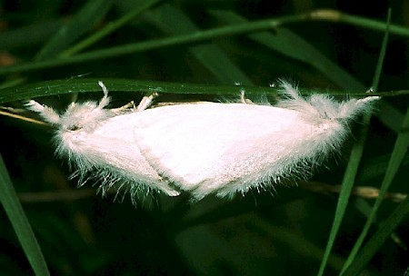 Yellow-tail Euproctis similis