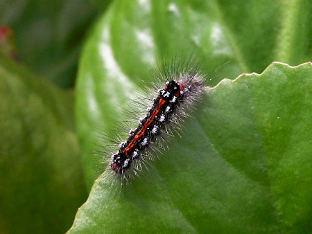 Yellow-tail Euproctis similis