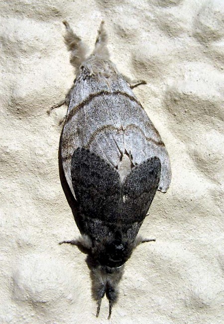 Pale Tussock Calliteara pudibunda