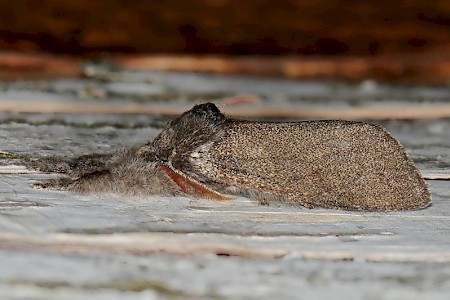 Pale Tussock Calliteara pudibunda