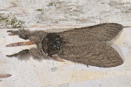 Pale Tussock Calliteara pudibunda