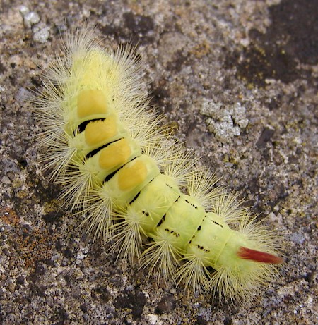 Pale Tussock Calliteara pudibunda