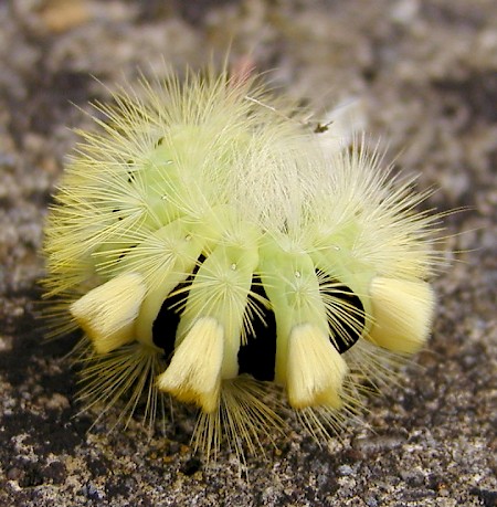 Pale Tussock Calliteara pudibunda