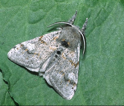 Adult • Dorset • © David Green/Butterfly Conservation