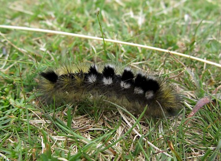 Dark Tussock Dicallomera fascelina