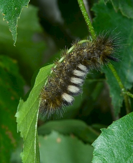 Dark Tussock Dicallomera fascelina