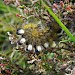 Larva • Whitehaugh Moor, near Hawick, Borders • © Neil Dickson