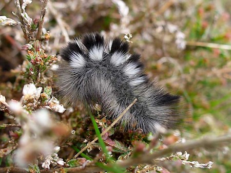 Dark Tussock Dicallomera fascelina