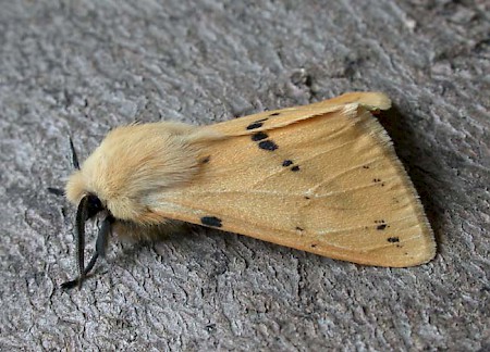 Buff Ermine Spilosoma lutea