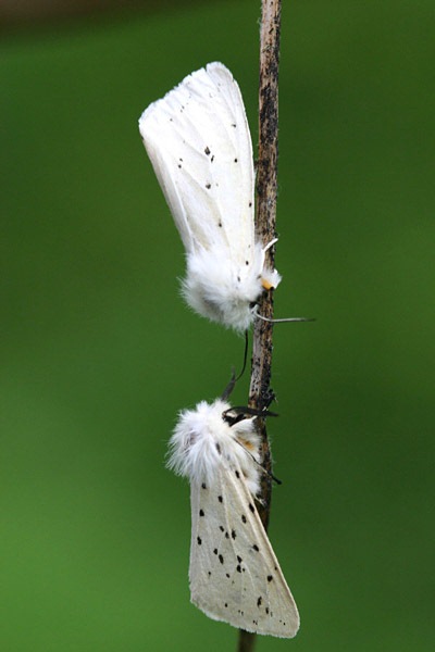 White Ermine Spilosoma lubricipeda