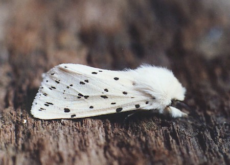 White Ermine Spilosoma lubricipeda