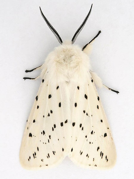 White Ermine Spilosoma lubricipeda