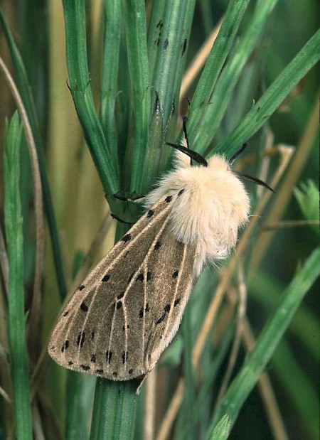 White Ermine Spilosoma lubricipeda