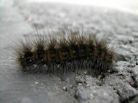 White Ermine Spilosoma lubricipeda