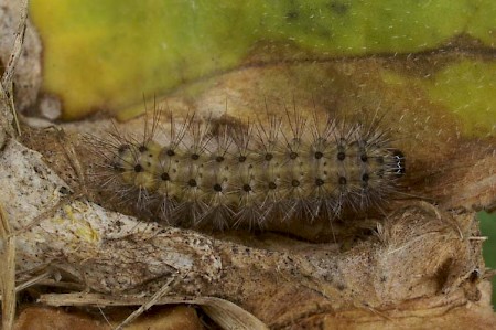 Water Ermine Spilosoma urticae