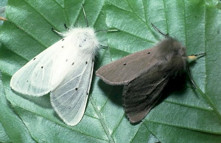 Muslin Moth Diaphora mendica