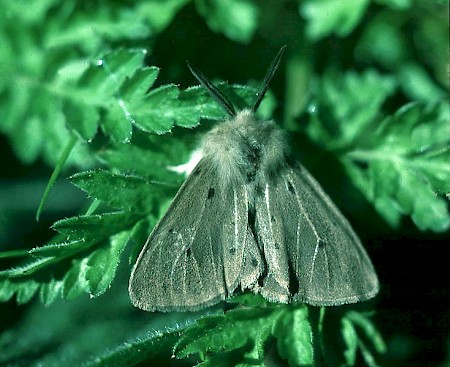 Muslin Moth Diaphora mendica