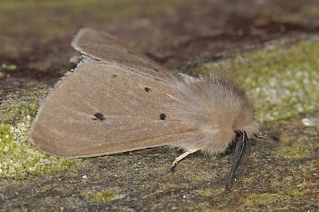 Muslin Moth Diaphora mendica