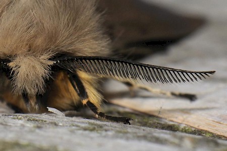 Muslin Moth Diaphora mendica