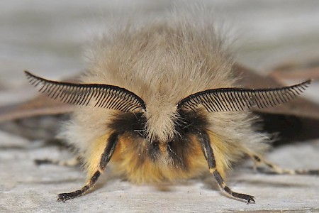 Muslin Moth Diaphora mendica