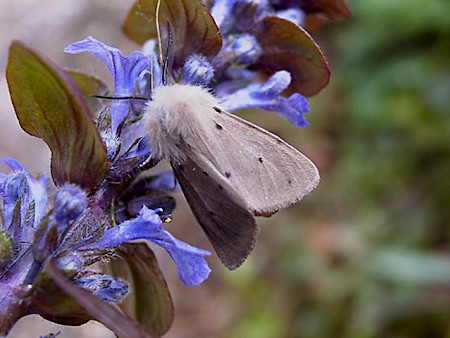 Muslin Moth Diaphora mendica