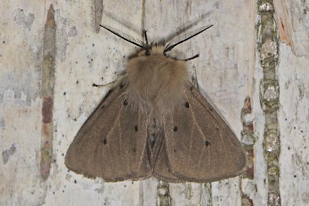 Muslin Moth Diaphora mendica