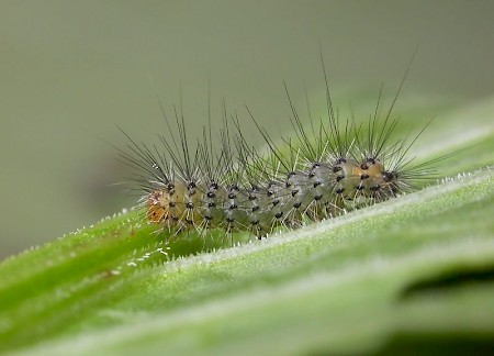 Muslin Moth Diaphora mendica