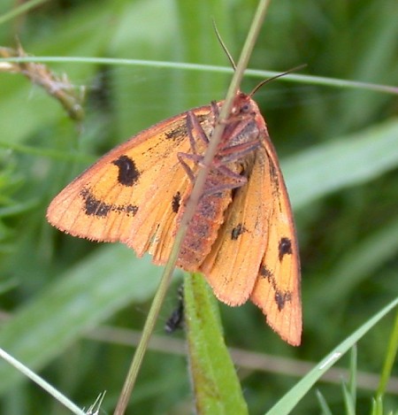 Clouded Buff Diacrisia sannio