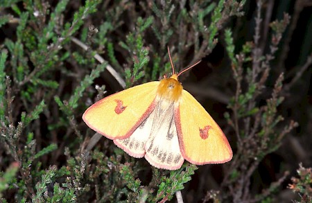 Clouded Buff Diacrisia sannio