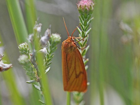 Clouded Buff Diacrisia sannio