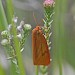 Female • Upton Heath, Dorset • © Mark Pike