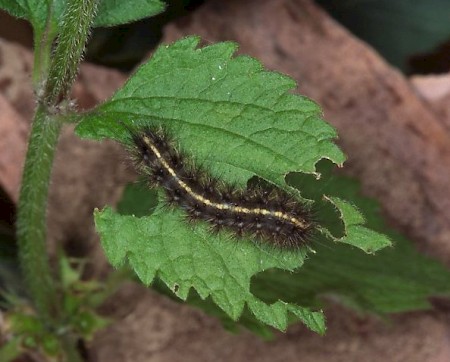 Clouded Buff Diacrisia sannio