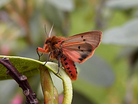 Ruby Tiger Phragmatobia fuliginosa