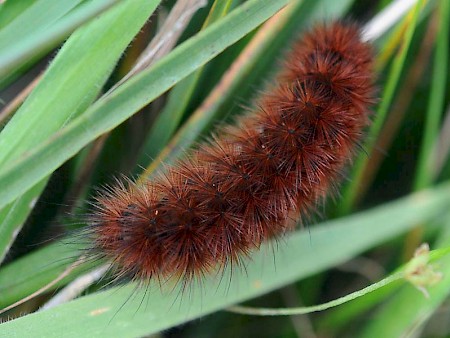 Ruby Tiger Phragmatobia fuliginosa