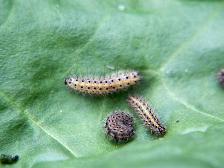 Ruby Tiger Phragmatobia fuliginosa